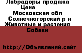 Лабрадоры продажа › Цена ­ 12 000 - Московская обл., Солнечногорский р-н Животные и растения » Собаки   